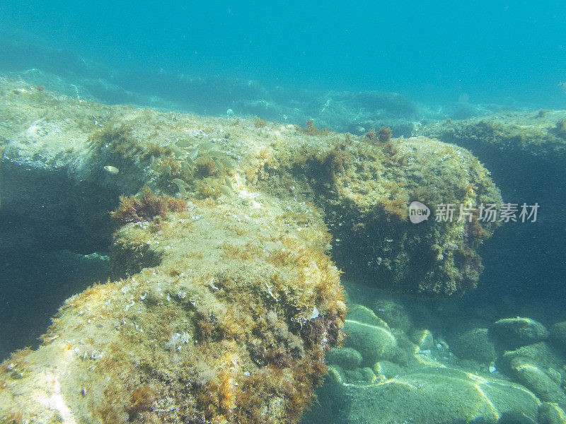 Platja D'Aro夏季水下景观